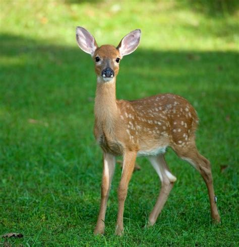 Nov 18, 2023 · A baby deer is called a fawn and is typically born during the months of May and June. Fawns require special care from their mothers and nurse until they are old enough to eat solid food. If you come across a baby deer that seems to be abandoned, it is important to leave them alone and not interfere. 